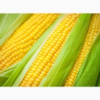 Продам кукурудзу 300 тонн, Черкаська обл, Мала Бурімка