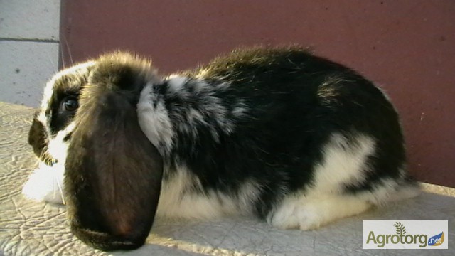 Фото 6. Продам кролів мясної породи французський баран