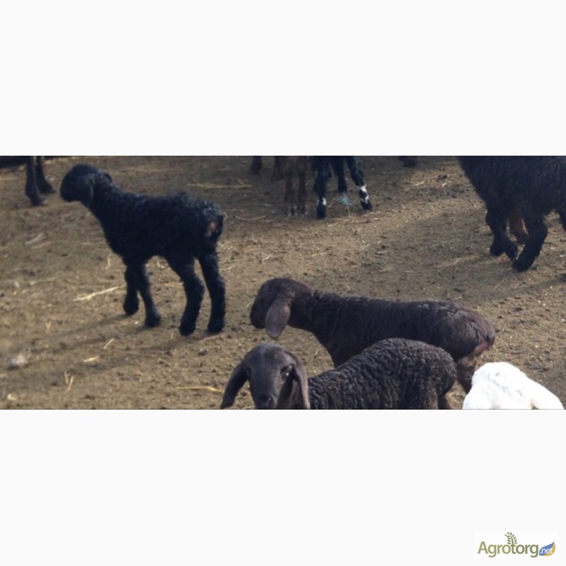 Фото 2. Продам овец, баранов гиссарской породы + на мясо