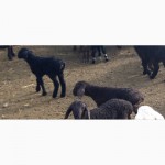 Продам овец, баранов гиссарской породы + на мясо