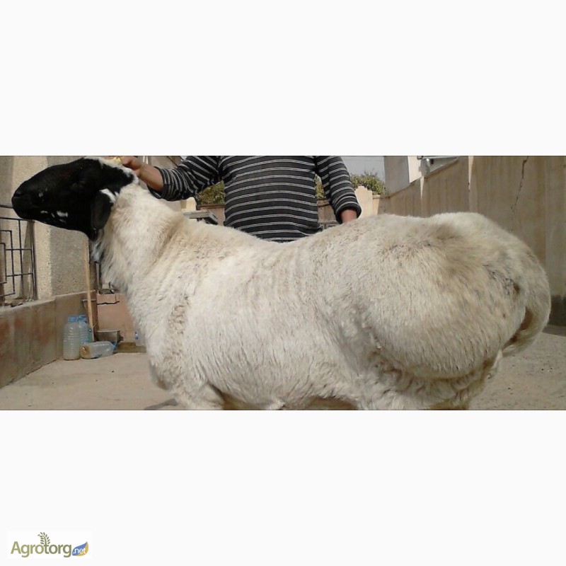 Фото 3. Продам овец, баранов гиссарской породы + на мясо