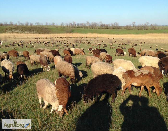 Фото 4. Продам овец, баранов гиссарской породы + на мясо