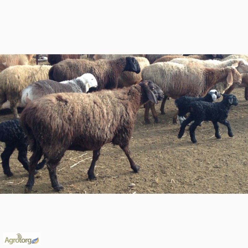Фото 6. Продам овец, баранов гиссарской породы + на мясо