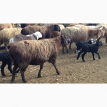 Продам овец, баранов гиссарской породы + на мясо