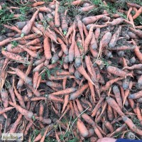 Продам моркву, 2 сорт, харчування і переробка