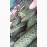 Продам огірки Кібрія