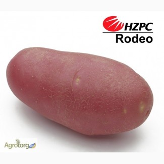 Семена картофеля Родео