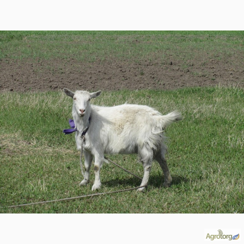 Фото 11. Продам недорого молодых дойных коз молочной породы
