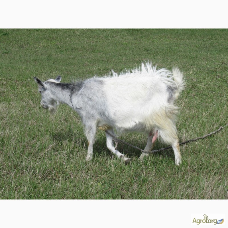 Фото 4. Продам недорого молодых дойных коз молочной породы