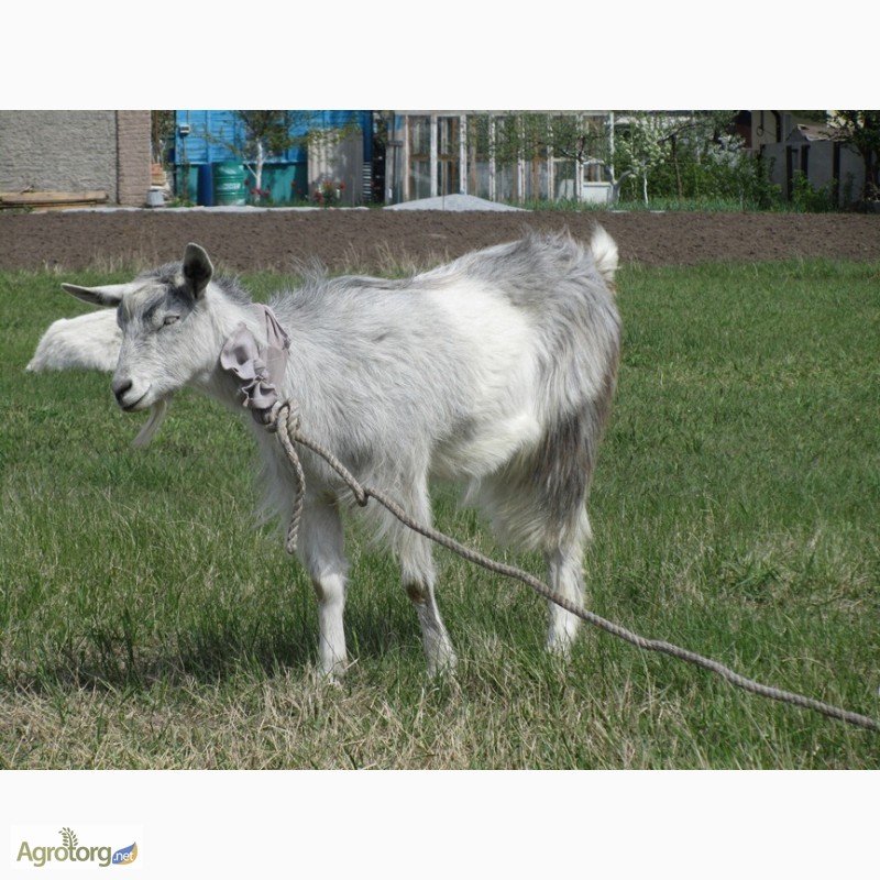 Фото 7. Продам недорого молодых дойных коз молочной породы