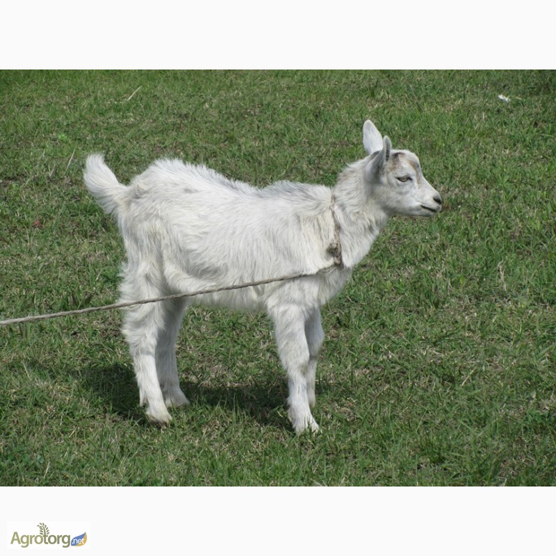 Фото 8. Продам недорого молодых дойных коз молочной породы