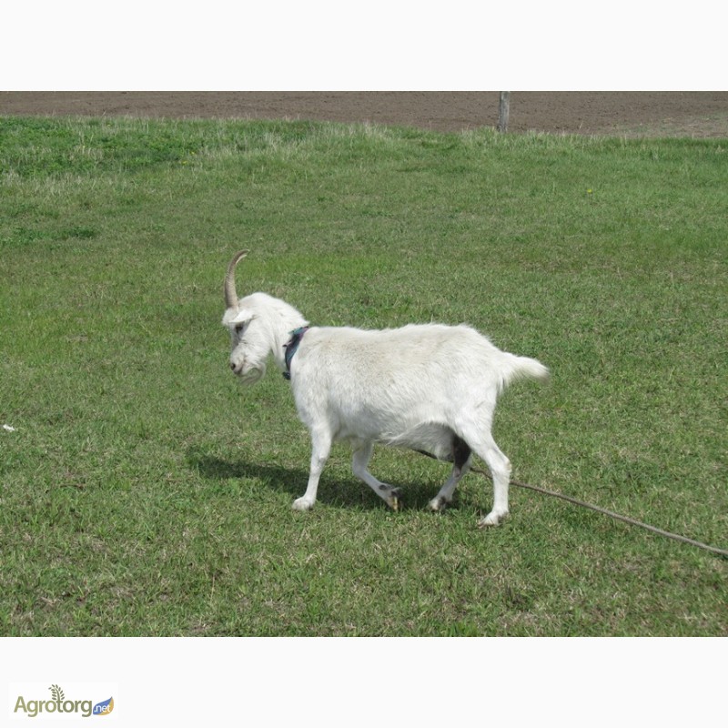 Фото 9. Продам недорого молодых дойных коз молочной породы