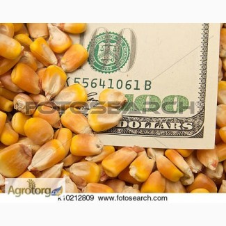 Закупаем любую кукурузу по Украине