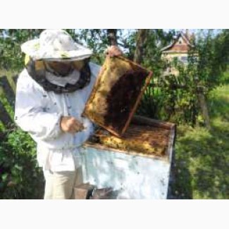 Куплю мед у населения в центральных обл