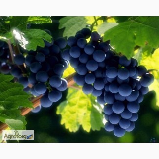 Продам виноград Зайбер, 1001