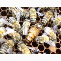 Пчеломатки бакфаст, итальянка на 2018г