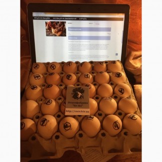 Продам Инкубационное яйцо кур яично мясной породы