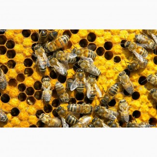 Куплю бджолопакети