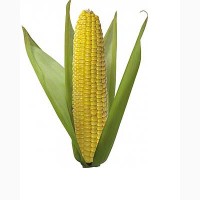 Производятся закупки зерна кукурузы, дорого