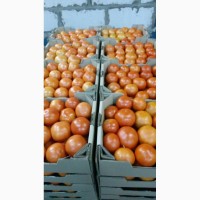 Продам помідори, оптом томаты, помідори оптом Івано-Франківська область