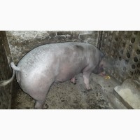 Продам свиноматку породы беркшир