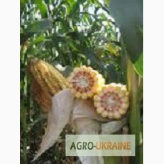 Семена кукурузы НС 300 (ФАО 330) Cербская селекция посевной материал