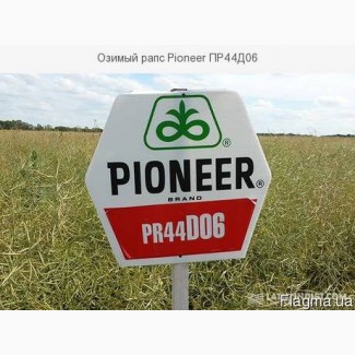 Озимый рапс Pioneer ПР44Д06