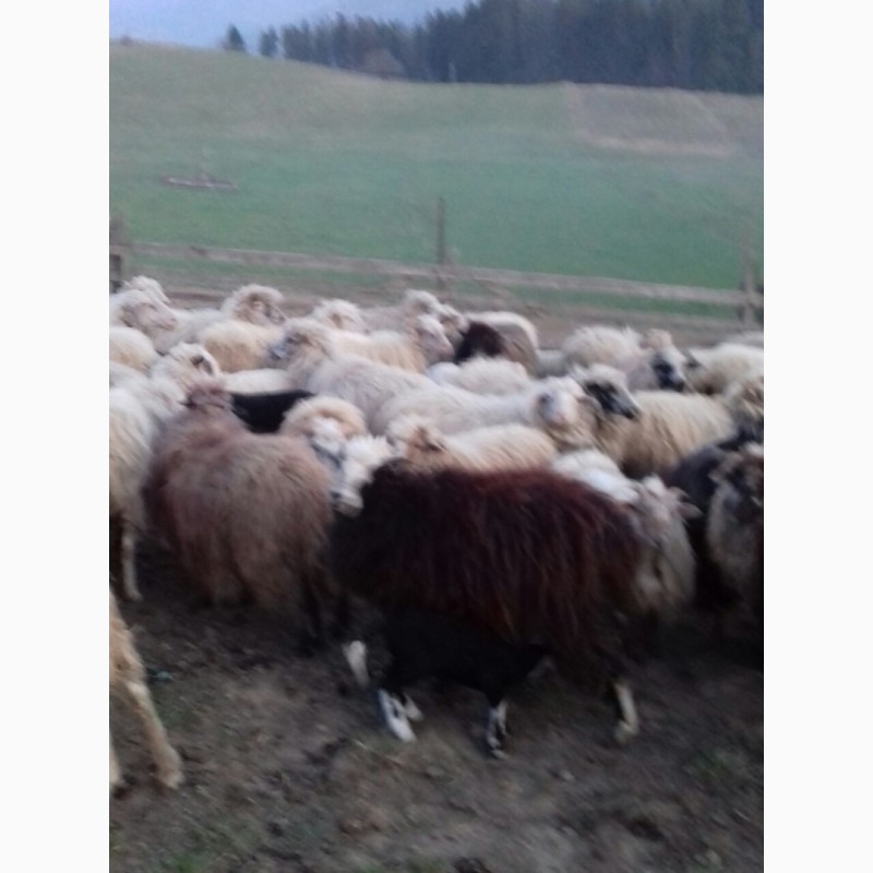 Фото 2. Продам вівці.ягнята