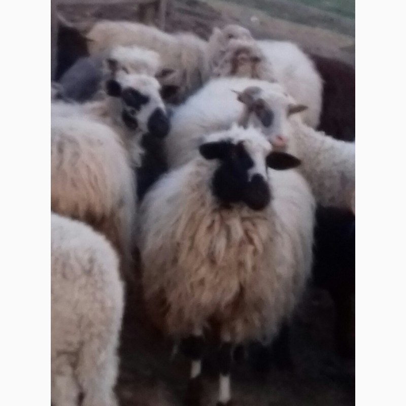 Фото 3. Продам вівці.ягнята