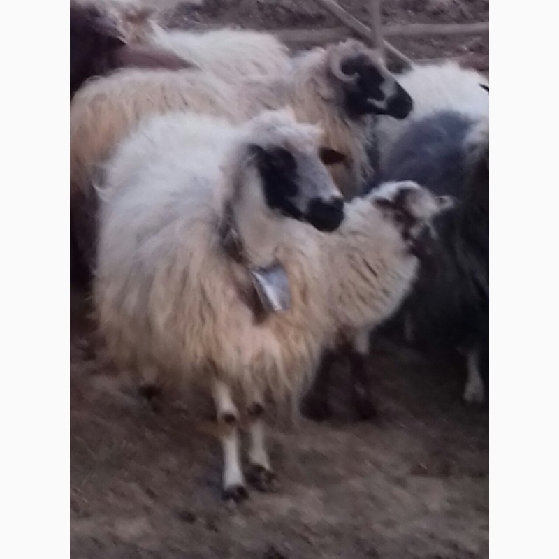 Фото 5. Продам вівці.ягнята