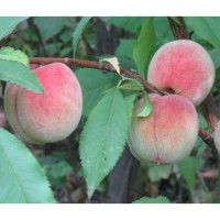 Персики и др фрукти, овощи из турции опт