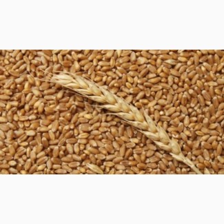 Продам пшеницу 2кл., 3кл