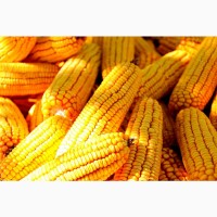 Семена кукурузи Монсанта ДКС 3511, ДК 315, ДКС 4590, ДКС 3472, ДКС3939