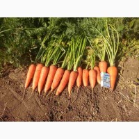 Продается молодая морковь оптом от производителя