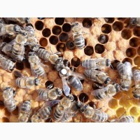 Продам неплодных пчеломаток 2021