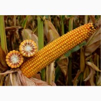 Насіння кукурудзи Тор (ФАО 280) Новинка от ВНІС