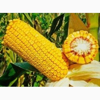 Насіння кукурудза ДН Галатея