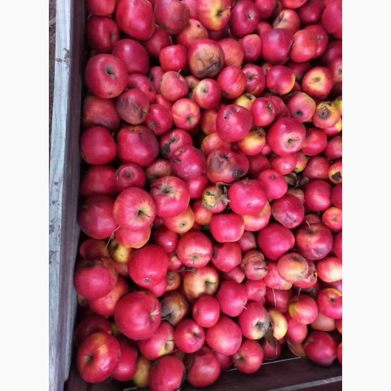 Фото 2. Яблоки на корм животным Продам