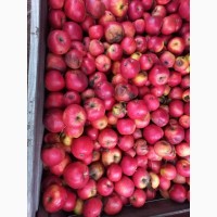Яблоки на корм животным Продам