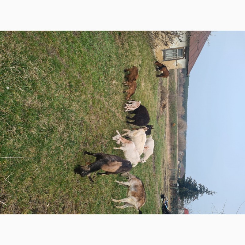 Фото 2. Продам стадо молочних кіз
