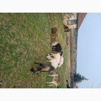 Продам стадо молочних кіз