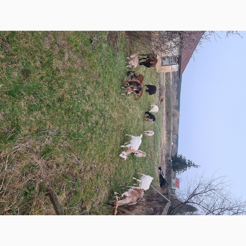 Фото 5. Продам стадо молочних кіз