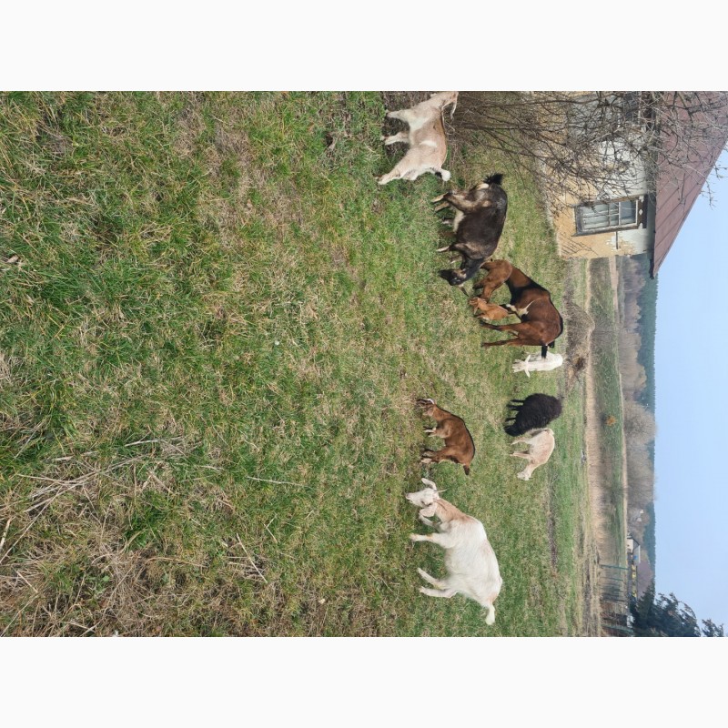 Фото 8. Продам стадо молочних кіз