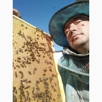 Продам бджолопакети 2024