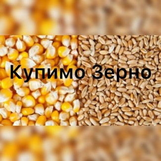 Підприємство закуповує фуражну кукурудзу та пшеницю великими об#039; ємами по Україні