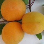 Персики саджанці
