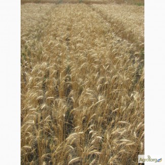 Семена пшеницы озимой - сорт Солоха. 1 репродукция