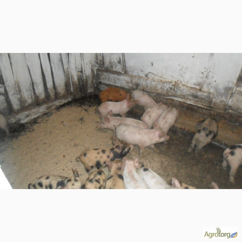 Фото 2. Продам поросят и свиней живым весом