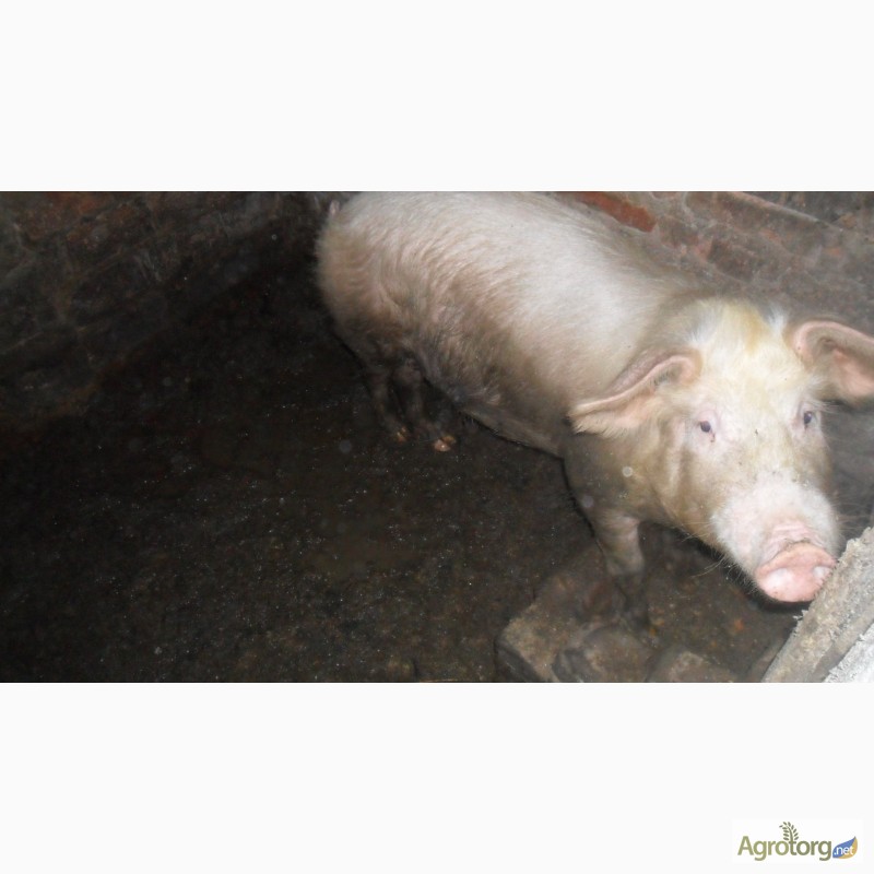 Фото 3. Продам поросят и свиней живым весом