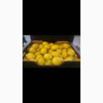 Продам Лимон ( Испания )